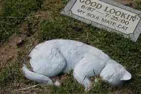 3分钟看完猫咪的一生，一生时光飞逝，请珍惜爱黏着你的猫图片