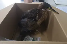 杭州一居民捡到一只鸟，原来是国家二级保护动物夜鹭图片