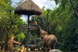 动物园怎么玩？看完这篇才发现，这么多年我们都玩错了图片