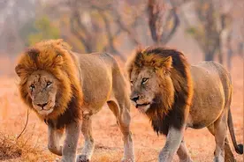 流浪雄狮长大后还认识母亲吗？图片