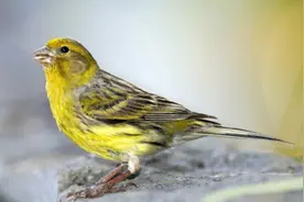 一种来自非洲的野鸟，被人工繁育出数百个品种，惊艳了整个世界图片