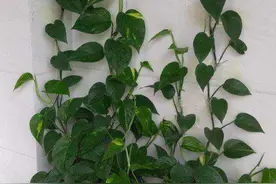 绿萝不长新叶子，掌握好几个养护“小细节”，大量长新芽图片