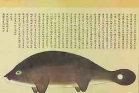 “江猪子”，镇江人说的这种江中动物现在多起来了图片