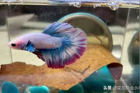 斗鱼怎么养？养出漂亮的斗鱼，实际上很简单图片