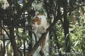 超感人！流浪猫妈经过几天考察，将自己的奶猫托付给了好心人图片