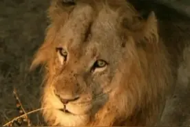 秃尾巴大器晚成，却又如流星般悄然划过图片