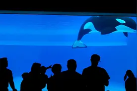 全世界心碎！被囚禁42年，5次丧子后，虎鲸开始疯狂自残图片