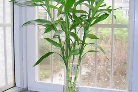 爷爷养的富贵竹，3年不黄叶，用上4种“大补药”，几天又会绿油油图片