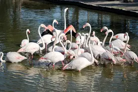 「科学放大镜」因为贪吃变了容貌，看看动物是怎么把自己吃变色图片