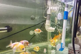 一招解决鱼缸下水噪音问题图片