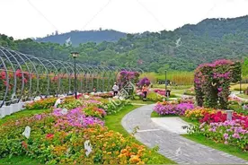 深圳十大免费花海公园图片