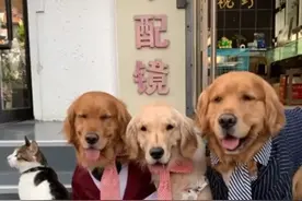 拍全家福时，金毛却突然咬住猫咪，看到最后发现狗狗真暖心图片