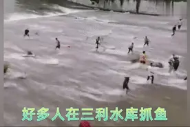 广西来宾水库泄洪，几十斤大鱼冲晕在水边，百名老乡下河捡鱼图片