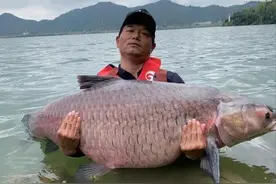 继邓刚东江拔大青之后，网红钓手又钓获百斤巨物！网友质疑假钓图片