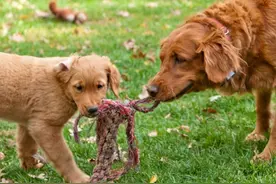 狗狗近亲繁殖，甚至回交！难道它们认不出母亲和兄弟姐妹？图片