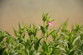 中科院植物所专家测评国内8款常用植物识别软件 | 技术图片