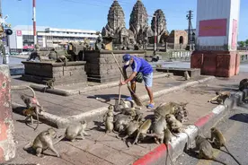 泰国猴子占领城市，人类喂甜食以求和平，却让猴子交配更加疯狂图片