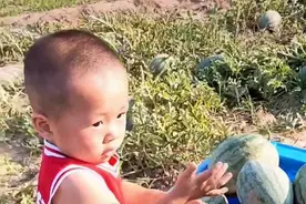 宝宝帮姥爷摘西瓜自带“拖拉机”，管摘又管送，姥爷笑称：真带劲图片