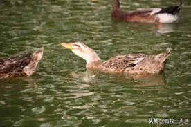 肉鸭的能量饲料比例有哪些？图片