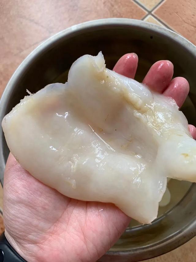 蝴蝶胶与花胶筒 蝴蝶胶与花胶筒哪个好