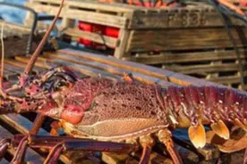 中国人豪购澳洲龙虾 澳洲人买不起只能自己抓图片