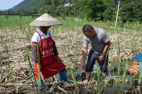 平舟镇京舟村：打好管护基础 迎接茭白“第二春”图片