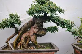 农村随处可见的2种植物，拿来做盆景，苍劲古朴，观赏性强图片