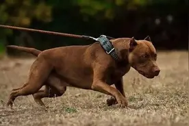 这5种狗狗极具攻击性，见到一定要保持距离，最好能绕着走图片