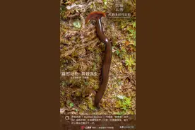 【生物多样性百科】扁形动物·笄蛭涡虫：我就是传说中的“死亡蠕虫”图片