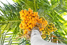 致癌物槟榔卷土重来，割舌头切牙床，6000万国人陷危险之中图片