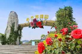 武汉最浪漫的景区，满园都是各种玫瑰，旗袍美女成为靓丽的风景图片