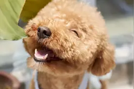 这几种小型犬，可爱又忠心，养了它们不亏图片