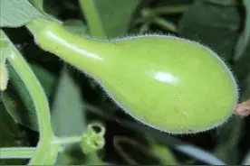 给你一套栽培瓠瓜的好方法，让你连连续续大丰收图片