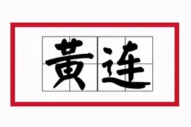 苦到让人说不出话的黄连，来看看它的药用价值！图片