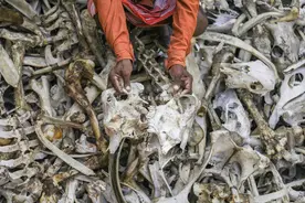 又是印度？人死后比活着还值钱，黑市交易中到底什么人会买人骨？图片