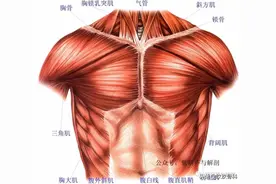 高清 | 肩部和胸部肌肉解剖图图片