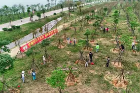 生态修复|将科学绿化贯穿“十四五”生态修复全过程图片