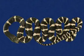 它奇毒无比，陆地上四大毒蛇之一，还能泡酒喝，你们喝过这酒吗？图片