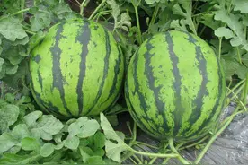 西瓜叶片干枯、果实腐烂？准确辨别、找准原因，多元防治才有效图片