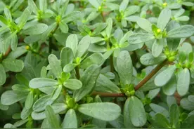 每日中药——马齿苋图片