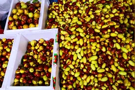 买冬枣，如何分辨是否泡“糖精钠”？果农：牢记3点，一挑一个准图片