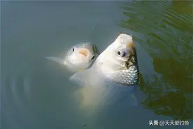 冬季玩台钓，这些要点要牢记，不然大概率扑空图片