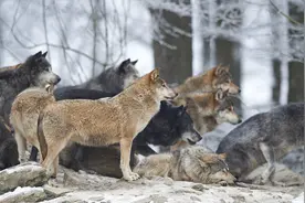 乘直升机追猎西伯利亚狼一定很痛快吧？其实打死狼非常的困难图片