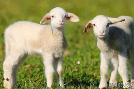 羊身上这5个部位，很少有人买，摊主：来买的不是吃货就是内行图片