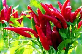 辣椒 无辣不欢的你对辣椒有又有几分了解呢？图片