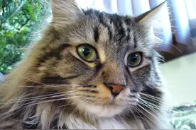 五花八门：世界上最昂贵的动物，我们活得还不如一只甲虫图片