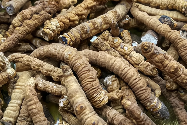 虫草价目表2021 2026年虫草价目表2026