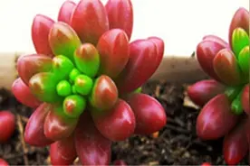 小多肉植物怎么养图片