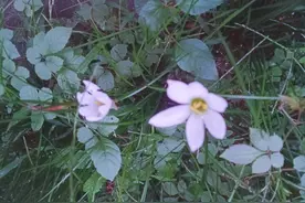 上海男子遵守十年约定，回到贵州找初恋，被当成小偷打图片