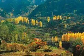 赏秋何须去婺源，距离郑州160公里的晒秋寨子，可自驾，还免费图片